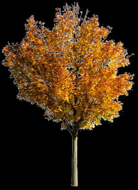 Autumn Blaze Tree Against Black Background PNG Image