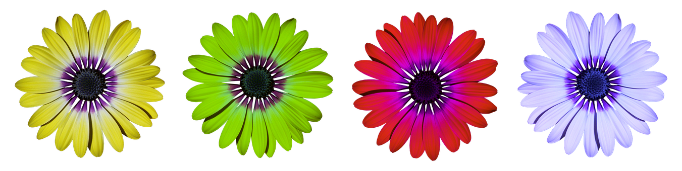 Colorful Daisy Flowers Black Background PNG Image