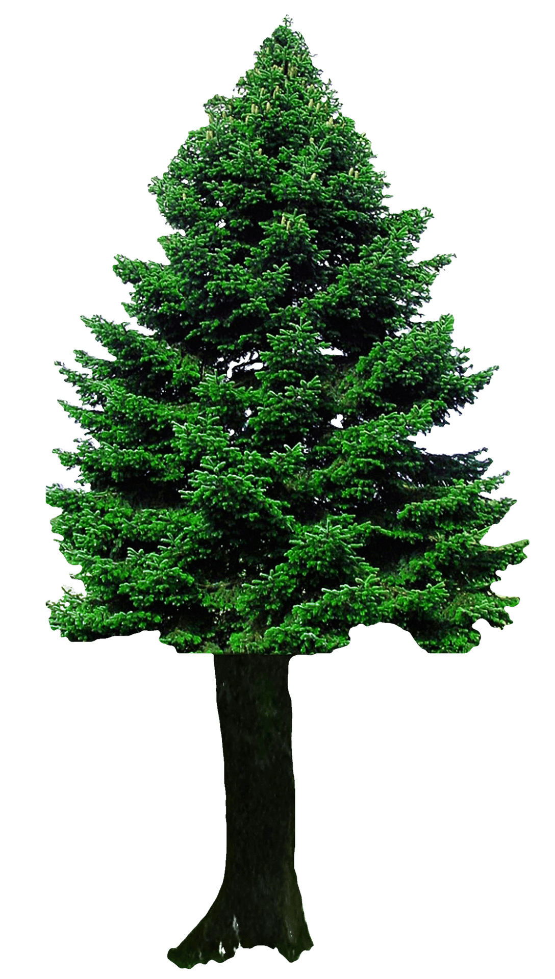 Evergreen Christmas Tree.png PNG Image